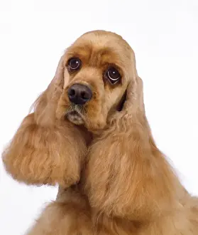 American Cocker Spaniel Dog