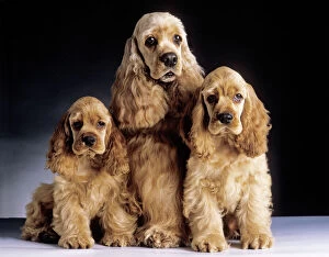 American Cocker Spaniel Dogs - 3 Sitting together