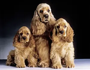 Family Prints: American Cocker Spaniel Dogs - 3 Sitting together