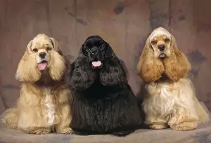 American Cocker Spaniel Dogs