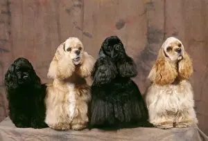 American Cocker Spaniel Dogs