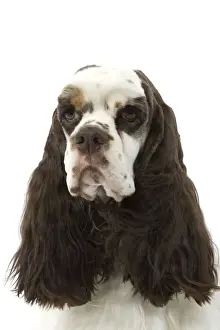American Cocker Spaniel - head