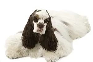 Coats Prints: American Cocker Spaniel - lying down