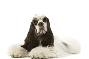 American Cocker Spaniel - lying down