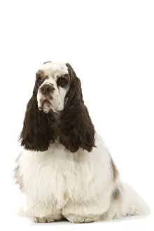 American Cocker Spaniel - sitting