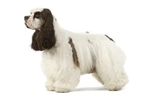 American Cocker Spaniel - standing