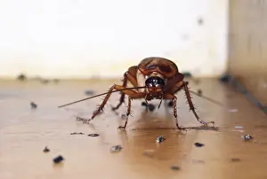 American Cockroach