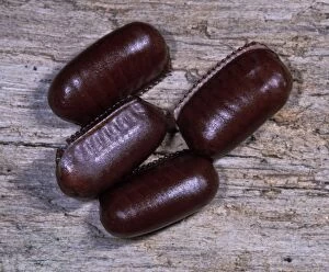 Images Dated 7th February 2014: American cockroach - the eggs are contained in special sacks