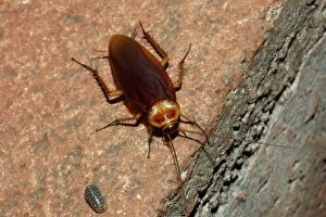 American cockroach (Periplaneta americana). Easter