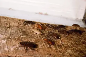 Nymph Prints: American Cockroachs - adults & nymphs - USA