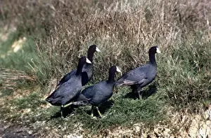 American Coot