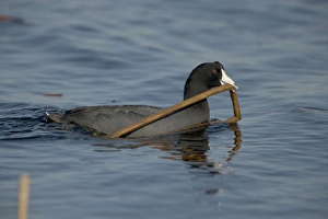 Images Dated 16th April 2005: American Coot - Carrying material to construct nest-Common-In nesting season found on fresh water