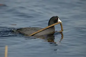 Coots Prints: American Coot - Carrying material to construct nest-Common-In nesting season found on fresh water