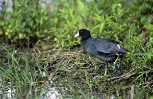 Coots Prints: American Coot - florida