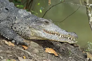American Crocodile Belize