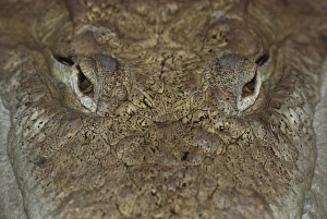 Images Dated 11th April 2010: American Crocodile, Central America and Southern USA