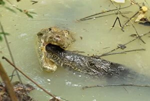 American Crocodile - courtship (Crocodylus acutus)