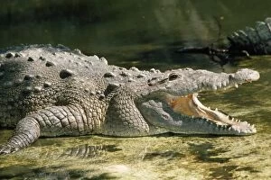 American Crocodile - Mouth Open