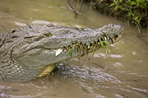 American Crocodile - Tropical rainforest - Costa Rica