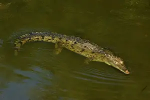 American Crocodile - Tropical rainforest - Costa Rica