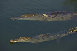American Crocodile - Tropical rainforest - Costa Rica