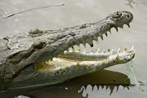American Crocodile - Tropical rainforest - Costa Rica