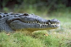 Images Dated 2nd December 2008: American Crocodile USA