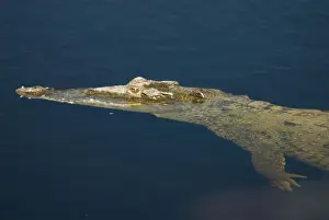 Floating Prints: American Crocodile. In water. Inhabits fresh-and saltwater ponds