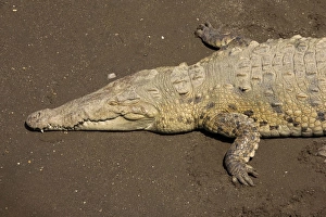 Images Dated 21st February 2006: American Crocodiles basking on river bank. Costa Rica