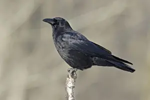 Corvus Prints: American Crow