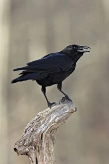 Images Dated 20th December 2005: American Crow