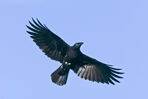 Corvus Prints: American Crow, Corvus brachyrhynchos