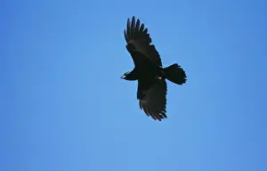 Crow Prints: American Crow JZ 1772 Hammonasset State Park