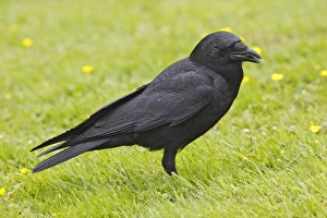 Images Dated 30th May 2008: American Crow - in park. Vancouver - Canada