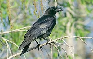 American CROW - perched on branch