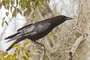 American Crow perched in tree with Spanish Moss Florida, USA