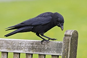 Images Dated 30th May 2008: American Crow - in Stanley park. Vancouver - Canada