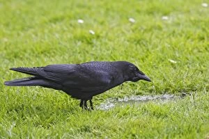 Images Dated 30th May 2008: American Crow - in Stanley park. Vancouver - Canada