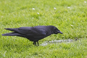 Images Dated 30th May 2008: American Crow - in Stanley park. Vancouver - Canada