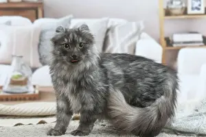 AMERICAN CURL