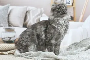 AMERICAN CURL