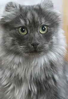 AMERICAN CURL