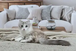 AMERICAN CURL