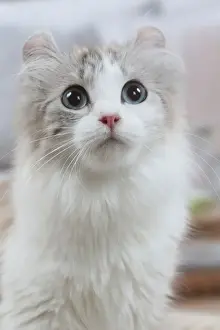 AMERICAN CURL
