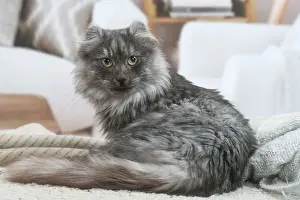 AMERICAN CURL