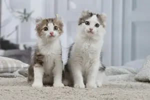 AMERICAN CURL
