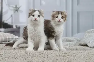 AMERICAN CURL
