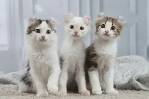 AMERICAN CURL