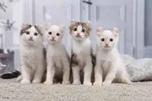AMERICAN CURL