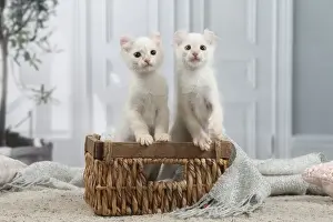 AMERICAN CURL
